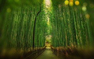 Arashiyama forest